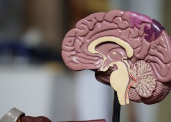 Cognitieve functie op middelbare leeftijd