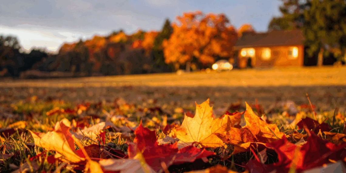 bladeren op je oprit