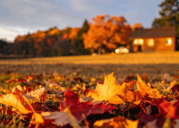 bladeren op je oprit
