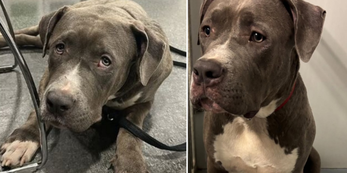 politie zoekt eigenaar