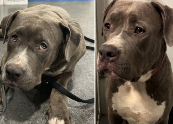 politie zoekt eigenaar