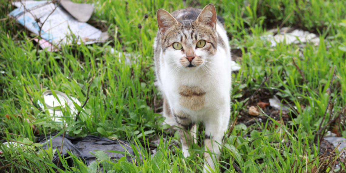 vogelgriep bij katten