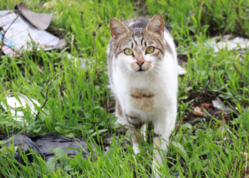 vogelgriep bij katten
